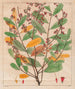 Simaruba versicolor - Auguste de Saint-Hilaire — vista de la obra