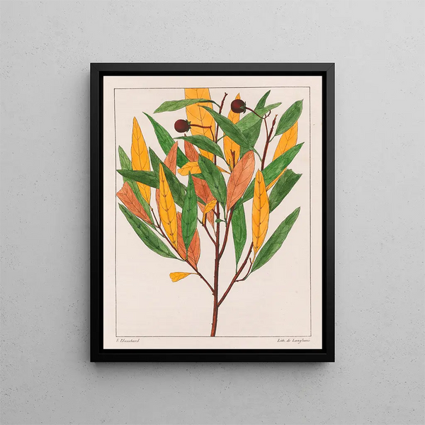 Solanus pseudoquina Painting - Auguste de Saint-Hilaire — framed artwork on a wall