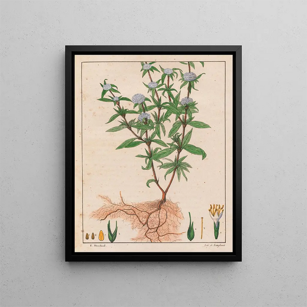 Spermacoce ferruginea - Auguste de Saint-Hilaire — framed artwork on a wall