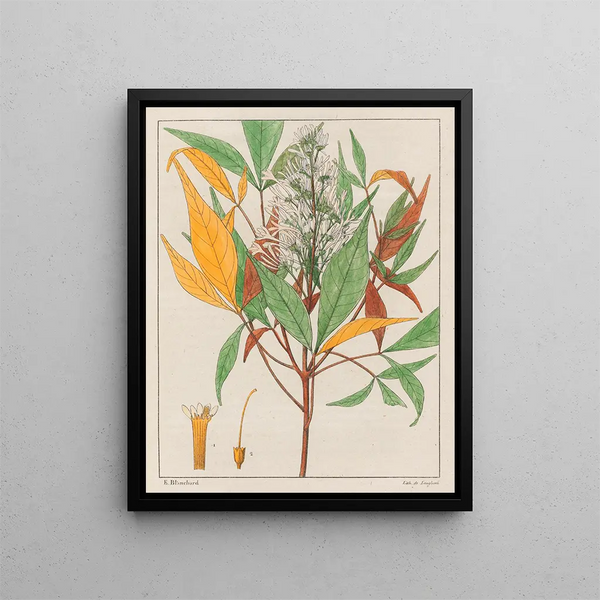 Ticorea febrifuga - Auguste de Saint-Hilaire — framed artwork on a wall