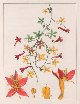 Auguste de SaintHilaire - Tropaeolum Pentaphyllum.webp