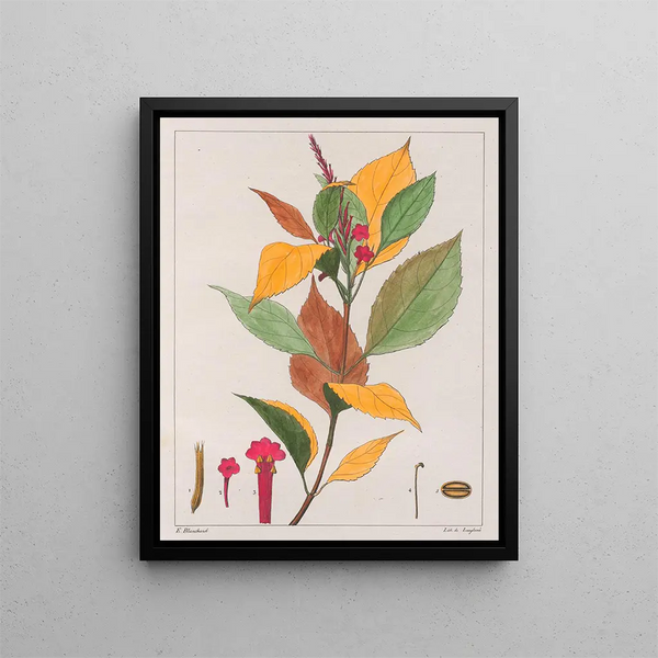 Verveine pseudogervao painting - Auguste de Saint-Hilaire — framed artwork on a wall