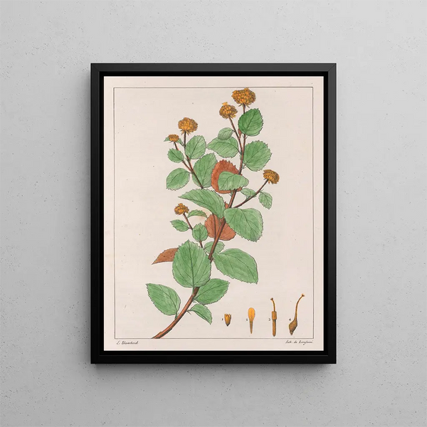 Waltheria dorée - Auguste de Saint-Hilaire — framed artwork on a wall