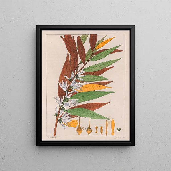 Xylopia sericea - Auguste de Saint-Hilaire — framed artwork on a wall