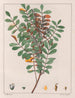 Zanthoxylum hyemale - Auguste de Saint-Hilaire — vista de la obra