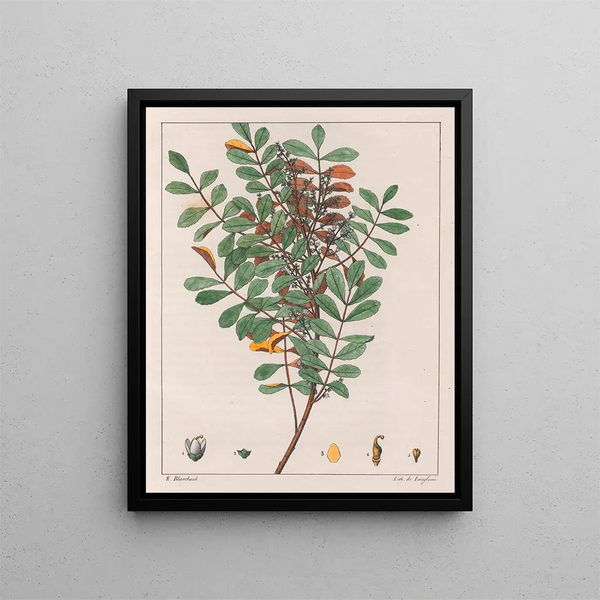 Zanthoxylum hyemale - Auguste de Saint-Hilaire — cuadro enmarcado en la pared