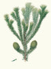 Araucaria brasiliana, pino de Brasil - Aylmer Bourke Lambert — vista de la obra