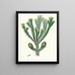 Araucaria brasiliana, pino de Brasil - Aylmer Bourke Lambert — cuadro enmarcado en la pared