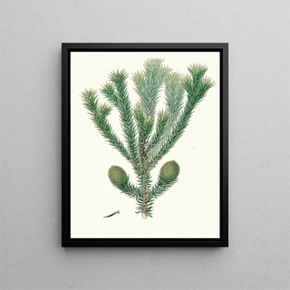 Aylmer Bourke Lambert - Arucaria Brasiliana Brazil pine.webp