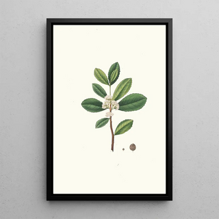 Aylmer Bourke Lambert - Ilex Paraguensis miniatute branch with white flowers.webp