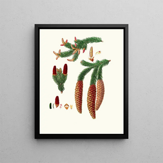 Aylmer Bourke Lambert - Pinus abies Norway spruce fir.webp