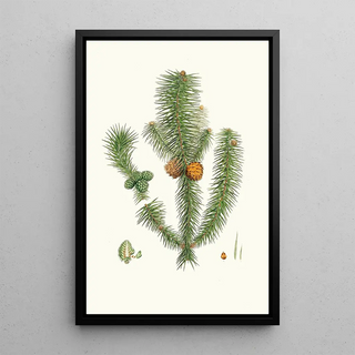 Aylmer Bourke Lambert - Pinus lanccolata Broadleaved fir.webp