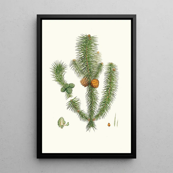 Pinus lancifoliata, broadleaf pine - Aylmer Bourke Lambert — framed artwork on a wall