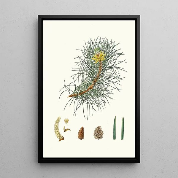 Pinus laricio, Corsican pine - Aylmer Bourke Lambert — framed artwork on a wall