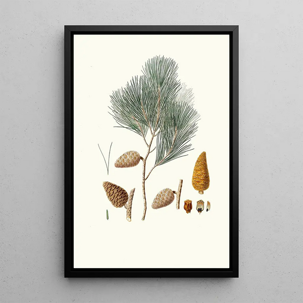 Pinus maritima, maritime pine - Aylmer Bourke Lambert — framed artwork on a wall