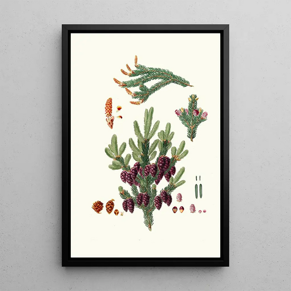 Pinus nigra Pin noir épicéa - Aylmer Bourke Lambert — framed artwork on a wall