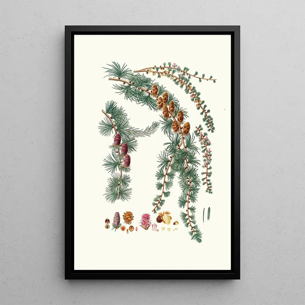 Pinus pendula Black larch - Aylmer Bourke Lambert — framed artwork on a wall