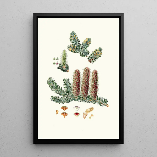 Reproduction of the painting Pinus picea Silver fir - Aylmer Bourke Lambert