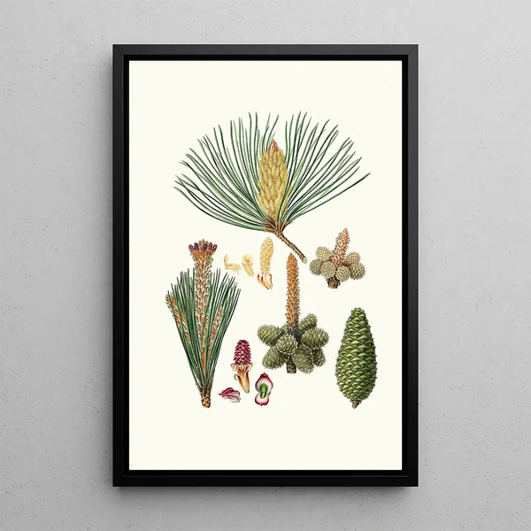 Pinus pinaster maritime pine or pine in bouquet - Aylmer Bourke Lambert — framed artwork on a wall
