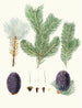 Pinus pindrow - Aylmer Bourke Lambert — vista de la obra