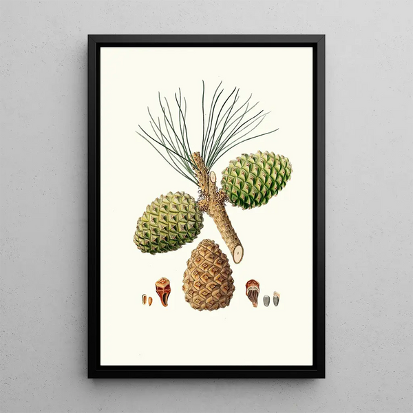 Reproduction of the painting Pinus pinea Pin parasol - Aylmer Bourke Lambert