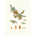 Pinus rubra Pin rouge de Terre-Neuve - Aylmer Bourke Lambert — artwork view