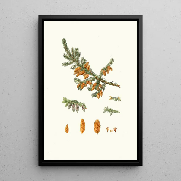 Pinus rubra Pin rouge de Terre-Neuve - Aylmer Bourke Lambert — framed artwork on a wall