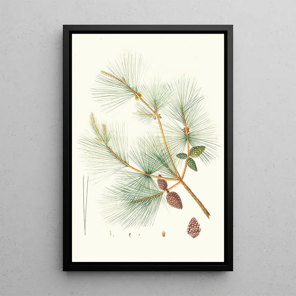 Reproduction of the painting Pinus sinensis Chinese Pine - Aylmer Bourke Lambert