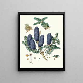 Aylmer Bourke Lambert - Pinus spectabilis Purpleconed fir.webp