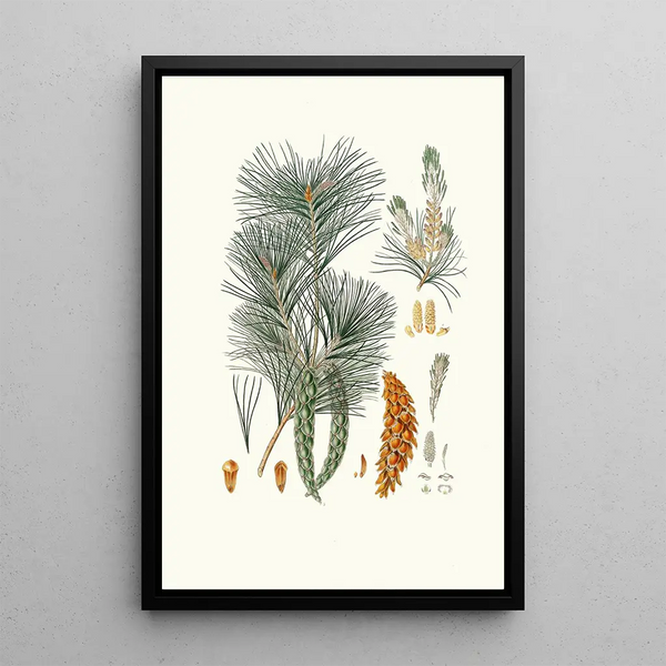 Reproduction of the painting Pinus strobus Weymouth Pine - Aylmer Bourke Lambert