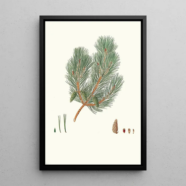 Reproduction of the painting Pinus variablilis Pin bâtard à feuilles variables - Aylmer Bourke Lambert