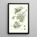Reproduction of the painting Taxodium distichum bald cypress - Aylmer Bourke Lambert