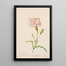 Reproduction of the painting Œillet rose - Balthasar van der Ast
