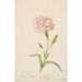 Reproduction of the painting Œillet rose - Balthasar van der Ast