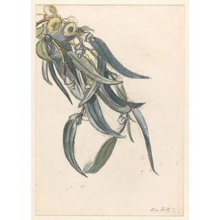Barbara Elisabeth van Houten - Bloeiende tak van een eucalyptus.webp