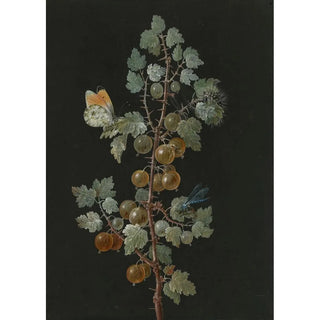 Barbara Regina Dietzsch - A Branch of Gooseberries with a Dragonfly an OrangeTip Butterfly and a Caterpillar.webp
