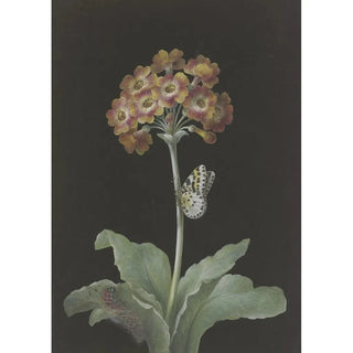 Barbara Regina Dietzsch - Orangerote Aurikel Primula auricula mit StachelbeerHarlekin und sich einspinnender Raupe.webp