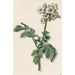 Reproducción del cuadro Planta de patata en flor - Barend Hendrik Thier