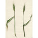 Wheat Painting - Barend Hendrik Thier — artwork view