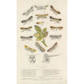 Barret And Sons - MicroLepidoptera Or Leaf Miners.webp