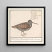 Bécasse Scolopax rusticola - Anselmus Botius de Boodt — cuadro enmarcado en la pared