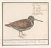 Bécasse Scolopax rusticola - Anselmus Botius de Boodt — vista de la obra