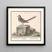 Gray Wagtail Motacilla alba - Anselmus Botius de Boodt — framed artwork on a wall