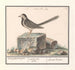 Gray Wagtail Motacilla alba - Anselmus Botius de Boodt — artwork view