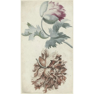 Bernard Picart - Papavers.webp
