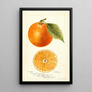 Bertha Heiges - Citrus sinensis Large St.webp