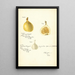 Ficus Smyrna - Bertha Heiges — framed artwork on a wall