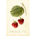 Fragaria Marshall - Bertha Heiges — vista de la obra
