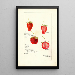 Bertha Heiges - Fragaria.webp