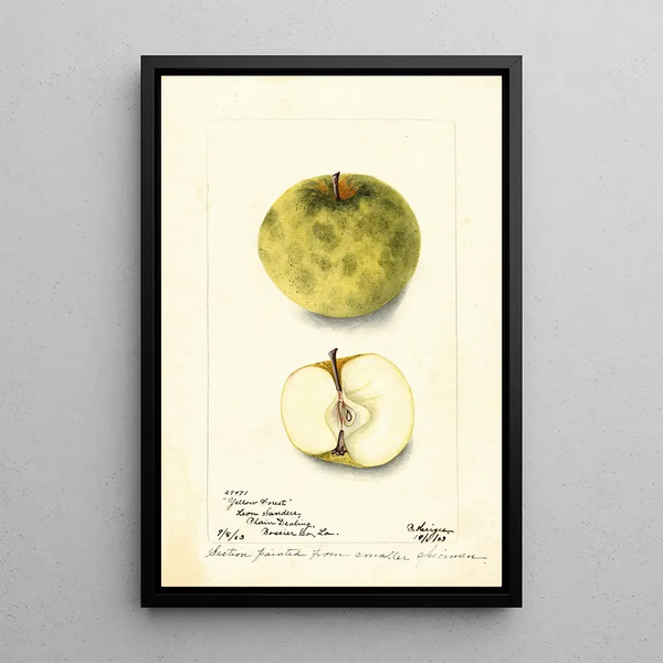 Bertha Heiges - Malus domestica Yellow Forest.webp
